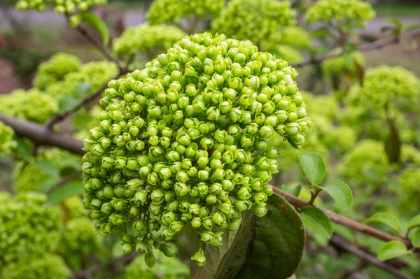 Viburnum Alleghany 꽃봉오리 라틴어 Viburnum Rhytidophylloides Alleghany Green Buens Green — 스톡 사진