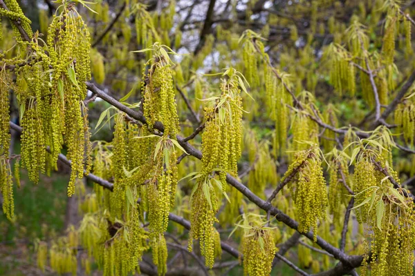 Quercus Acutissima Flor Roble Primavera Pequeñas Flores Colgantes Una Rama — Foto de Stock