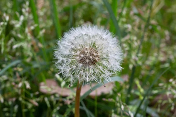 蒲公英的种子在草地上的草丛中 在晨曦的阳光下 天然的背景 — 图库照片