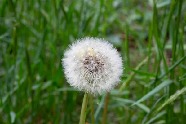 Maskrosfrön Bland Gräset Ängen Morgonen Solljus Naturlig Bakgrund — Stockfoto