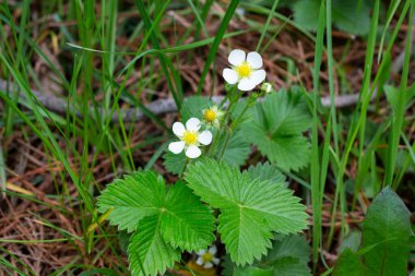 İlkbaharda ormandaki bir çalılıkta yabani çilek açıyor.