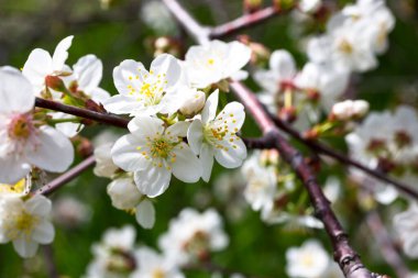 Kiraz çiçekleri arka planda. Bahçedeki bir dalda beyaz çiçekler.