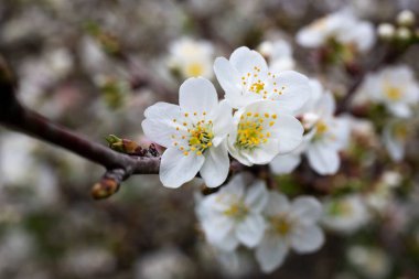 Kiraz çiçekleri arka planda. Bahçedeki bir dalda beyaz çiçekler.