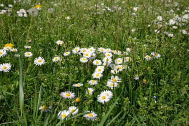 Çayırdaki çimlerin arasında papatya çiçekleri, doğada yaz.
