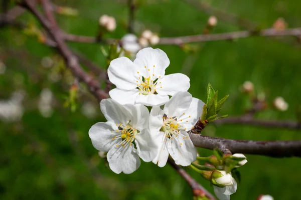 Cherry flowers background white small flowers on a branch in the garden