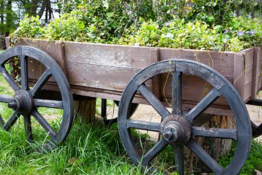 Farklı renklerde çiçek açan bitkilerin yemyeşil yaprakları ve tekerlekleri olan kahverengi ahşap bir arabada. Mobil dekoratif masa Rusya, Soçi, Botanik Parkı