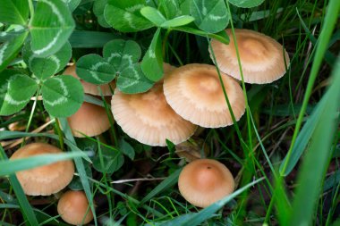 Marasmius mantarları tarlada yoncalar arasında yenilebilir yaz mantarları arasında ezer.