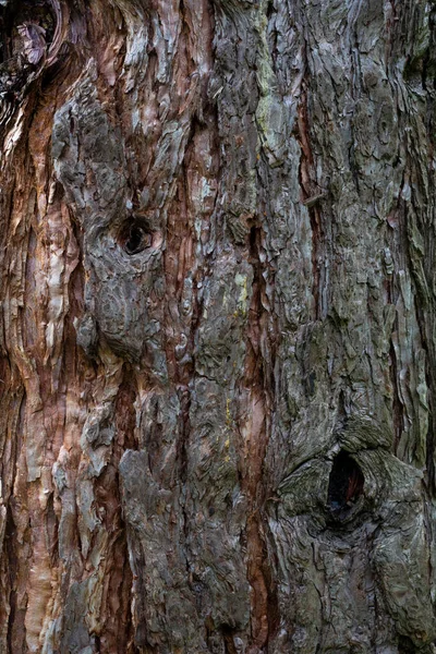 소나무 가까이 — 스톡 사진