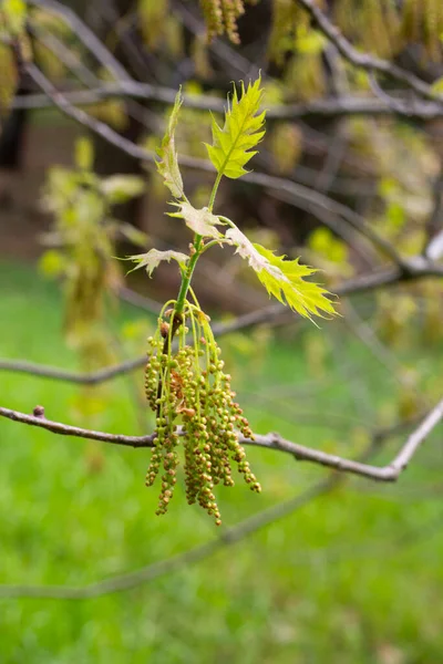 Quercus Acutissima Flor Roble Primavera Pequeñas Flores Colgantes Una Rama — Foto de Stock