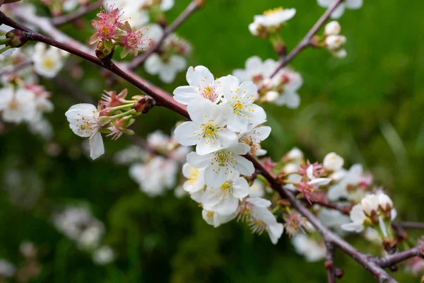 Cherry flowers background white small flowers on a branch in the garden