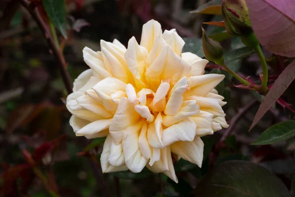 Rosa Naranja Rosas Color Melocotón Ninetta Honeybun Rosa Una Delicada —  Fotos de Stock