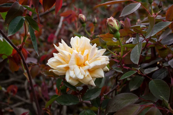 Oranžové Růžové Broskvově Zbarvené Růže Ninetta Honeybun Růže Jemného Odstínu — Stock fotografie