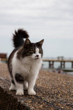 Güzel pofuduk gri beyaz kedi bir yaz günü sokakta yürüyor. Kedi set boyunca yürüyor, kuyruğunu kaldırıyor ve kameraya bakıyor..