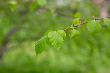 huş ağacı dalı Betula pendula, gümüş huş ağacı, siğilli huş ağacı, genç yeşil yapraklı Avrupa beyaz huş ağacı, bahar
