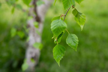 huş ağacı dalı Betula pendula, gümüş huş ağacı, siğilli huş ağacı, genç yeşil yapraklı Avrupa beyaz huş ağacı, bahar