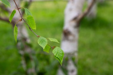 huş ağacı dalı Betula pendula, gümüş huş ağacı, siğilli huş ağacı, genç yeşil yapraklı Avrupa beyaz huş ağacı, bahar