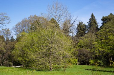 Buzlu, limonlu ve soslu taze istiridye. Restoranda kabuklu deniz ürünleri, lüks, sağlıklı bir akşam yemeği, deniz ürünleri.