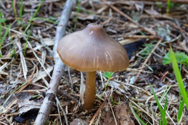 Küçük zehirli mantar entoloma vernum ormandaki çam iğnelerinin ötesinde büyüyor.