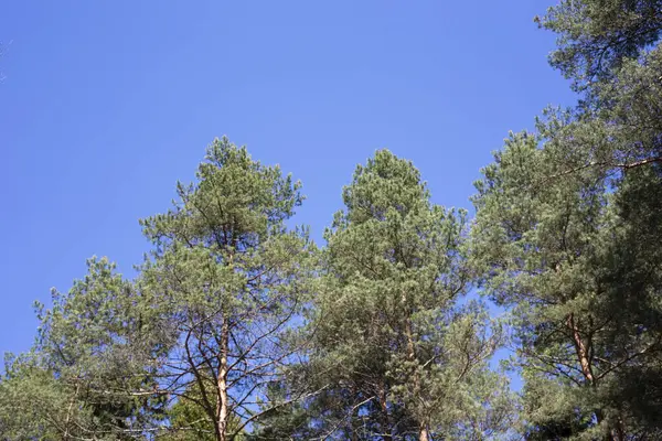 Όμορφα Πεύκα Ενάντια Στον Γαλάζιο Ουρανό Καλοκαίρι — Φωτογραφία Αρχείου