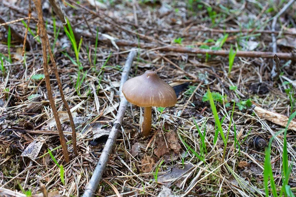Pequeno Cogumelo Venenoso Tóxico Entoloma Verno Está Crescendo Além Agulhas — Fotografia de Stock