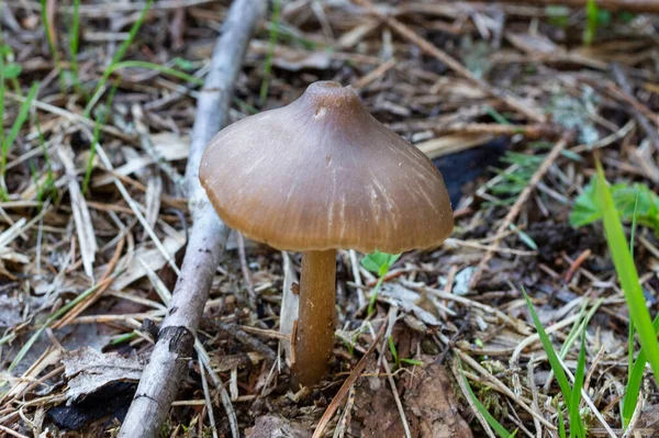 Small Toxic Poisonous Mushroom Entoloma Vernum Growing Pine Needles Woodland — Stock Photo, Image