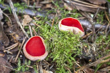 Yaban mantarı - Kırmızı Kupa Sarcoscypha coccinea ormanda yosunların arasında yetişir. Kırmızı renkte yenilebilir mantar. 