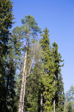 Mavi gökyüzüne karşı güzel çam ağaçları, yaz.