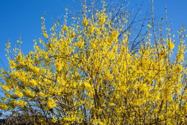Baharda açan sarı çalı çiçekleri - Forsythia iç medya sınırları forsythia. Mavi gökyüzüne karşı dalda küçük sarı çiçekler