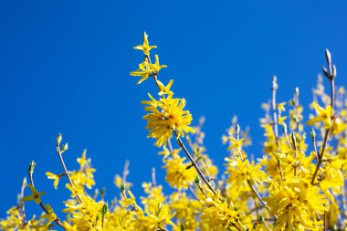 Baharda açan sarı çalı çiçekleri - Forsythia iç medya sınırları forsythia. Mavi gökyüzüne karşı dalda küçük sarı çiçekler