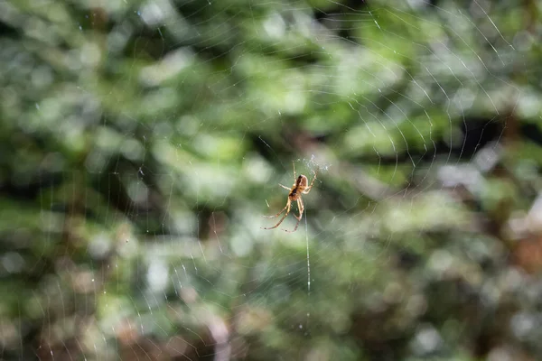 Araignée Grimpe Sur Toile Sur Fond Une Forêt Verte Été — Photo