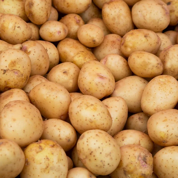 Potatoes Texture Vegetable White Young Potato Autumn Harvest Vegetables Starch — Stock Photo, Image