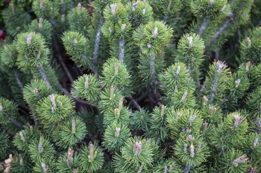 her zaman yeşil çam dalları arka plan, doğal kozalaklı ağaç arka plan