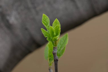 Ağaç dallarında genç bahar tomurcukları. Bahar mevsimi makrosu küçük yeşil yaprakları kapatır, ilkbahar başları, konsept - yeni hayat