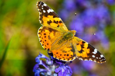 Boyalı Leydi Vanessa Cardui Kelebeği 'nin yakın çekimi. Turuncu ve kara gün kelebeği, yaz mevsiminde eflatun çiçeğinin üzerinde.