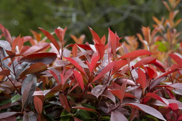 Detail Van Een Heg Photinia Red Robin Rode Groene Bladeren — Stockfoto