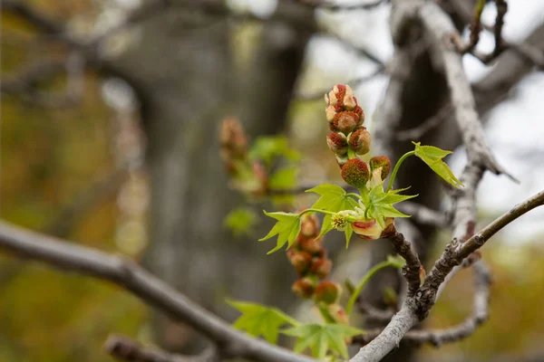 Brotes Verdes Jóvenes Primavera Las Ramas Los Árboles Primavera Macro — Foto de Stock