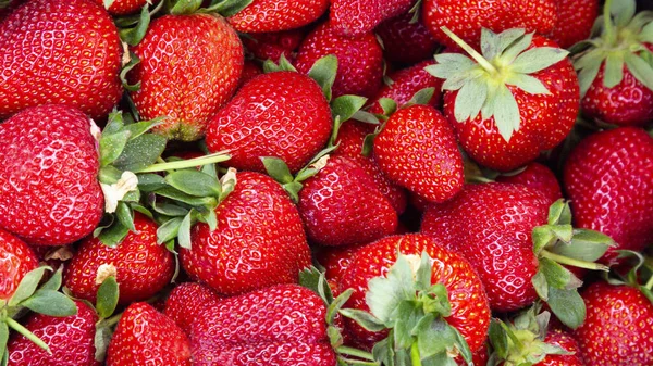 위에서 딸기의 딸기의 열매맺는 배경인 — 스톡 사진