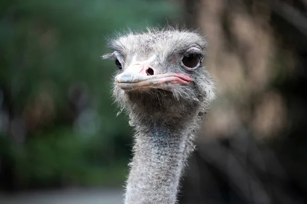 ostrich bird head and neck front portrait in the park close-up