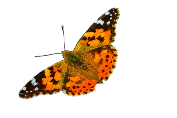 Nahaufnahme Einer Bemalten Schmetterlingsdame Vanessa Map Orange Schwarzer Tagfalter Isoliert — Stockfoto