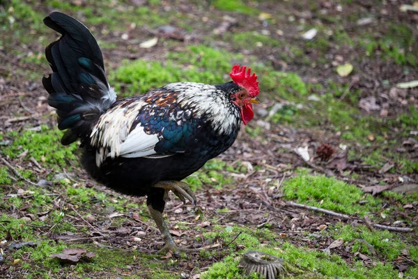 Porträt Des Schönen Hahns Auf Naturhintergrund Nahaufnahme — Stockfoto