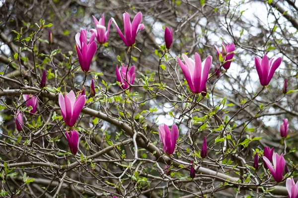 Saucer Magnolia Bloom Aka Magnolia Soulangeana Purple Pink Flower Tree — Stock Photo, Image