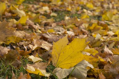 Akçaağaç sarısı yaprakları sonbaharda ağaçtan düştü. Ekim, solma