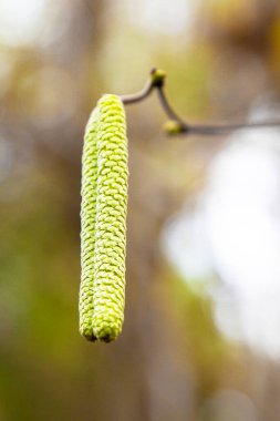 Yaygın fındık çiçekleri, Corylus avellana, yeni bir hayata başlama kavramı, ilkbahar başlangıcı.