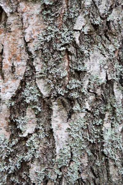 Textur Des Rindenholzes Als Natürlicher Hintergrund Textur Aus Fichte Und — Stockfoto