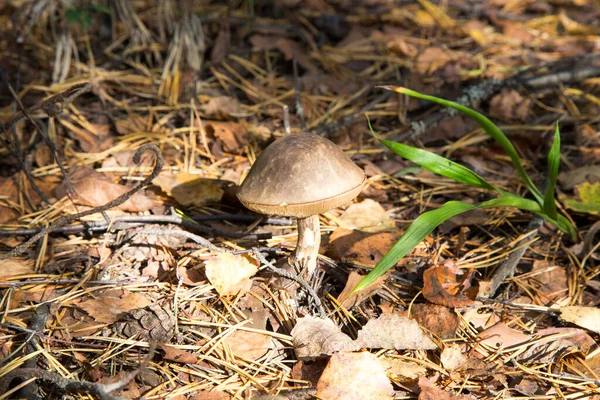 Осеннем Лесу Березы Лецинум Болете Leccinum Versipelle Mushroom Moss Lichen — стоковое фото