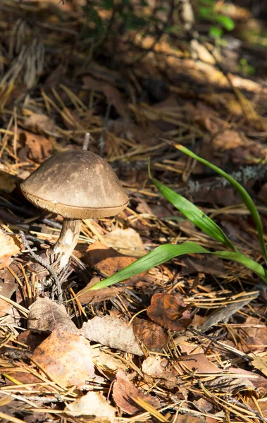 Осеннем Лесу Березы Лецинум Болете Leccinum Versipelle Mushroom Moss Lichen — стоковое фото