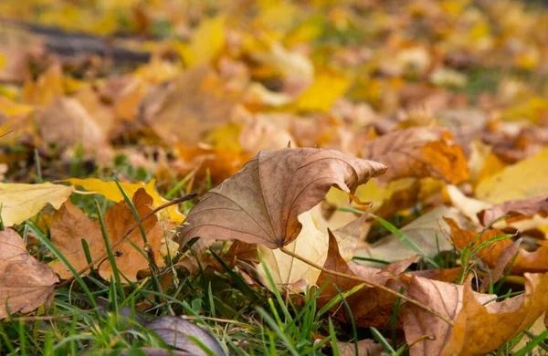 Akçaağaç sarısı yaprakları sonbaharda ağaçtan düştü. Ekim, solma