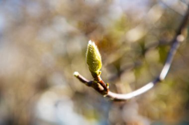 Bulanık arka planı olan manolya tomurcuğu, bahar başı, Şubat, Mart. Yeşil kabarık tomurcuk, tomurcuk ağaç dalında
