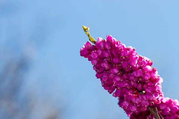 Cerisi Chinensis Connu Sous Nom Bourgeon Rouge Chinois Fleur Pourpre — Photo