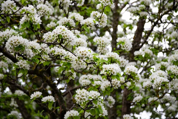 White Blooming Apple Trees Spring Season Spring Colors Natural Floral — Stock Photo, Image